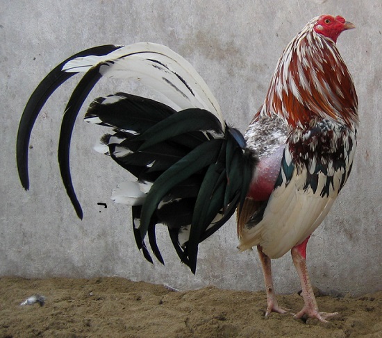 Gallo Pinto De Pelea
