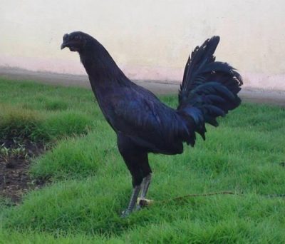 Raza De Gallos Sid Taylor Negro
