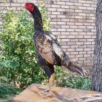 Imagenes De Gallos De Pelea Brasileños Fuertes y Agiles