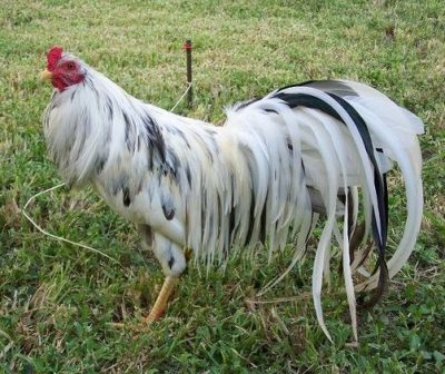 "Gallo Sumatra blanco"