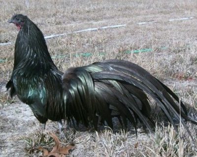 "Gallo Sumatra negro verdoso"