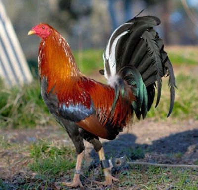 gallo de pelea sweater gallo de pelea sweater