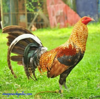Imagenes De Gallos Bulicos