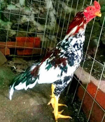 Fotos De Gallos Asiles Pintos Para Descargar