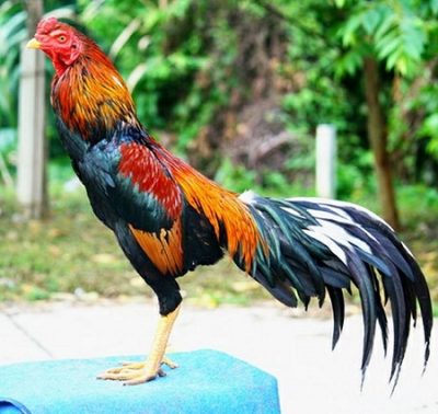 fotos de gallos de riña brasileros fotos de gallos de riña brasileros
