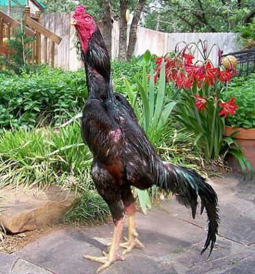 fotos de gallos de riña brasileros fotos de gallos de riña brasileros
