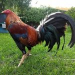 Gallos Finos Cowan