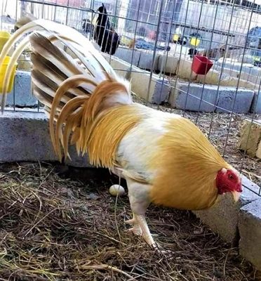 gallo giro dorado